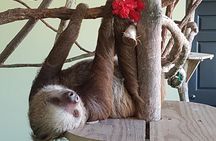 Canopy in Gamboa and visit to the sloth sanctuary