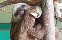 Canopy in Gamboa and visit to the sloth sanctuary