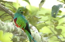 El Quetzal Birdwatching Tour from Guatemala City - Guatemala´s National Bird