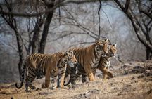 10 Days Private Tour of Wildlife in National Parks with Delhi, Agra & Jaipur