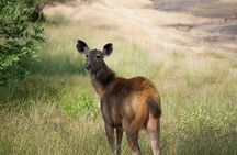 10 Days Private Tour of Wildlife in National Parks with Delhi, Agra & Jaipur