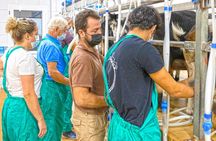 Cheese Making Workshop in Fuerteventura with Breakfast