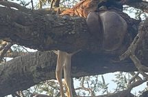 Private 4 Days Safari- Tarangire, Ngorongoro & Serengeti