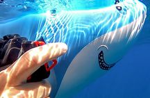 Sea Scooter Snorkel Tour - Lagoon Discovery : Wrecks, Coral Gardens and Tropical Fishies
