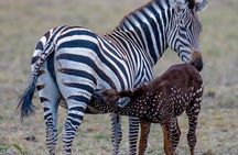 3-Day Samburu safari from Nairobi