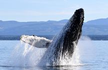 Parksville Half Day Whale and Wildlife Adventure 