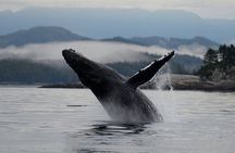 Cowichan Bay Half Day Whale & Wildlife Adventure