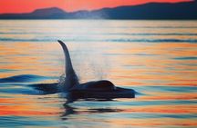 Cowichan Bay Half Day Whale & Wildlife Adventure