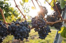 Hunter Valley Wine Tour from Sydney incl Lunch, Cheese, Chocolate and Distillery