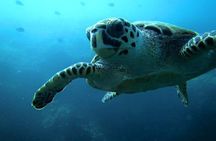 Discover Scuba Diving from a Fishing Village