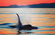 Sunset Whale and Wildlife Watching