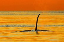 Sunset Whale and Wildlife Watching