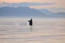 Sunset Whale and Wildlife Watching