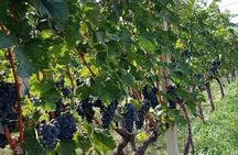 TASTE OF MONTENEGRO - Gastro Tour of Montenegrian Wine and food