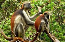 Private Full Day Trip to Stone Town, Spice Farms and Jozani Forest