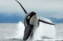 Parksville Half Day Whale and Wildlife Adventure 