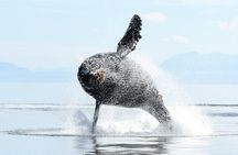 Parksville Half Day Whale and Wildlife Adventure 