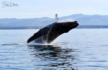 Parksville Half Day Whale and Wildlife Adventure 