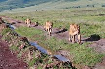 2 Days Tarangire and Ngorongoro Safari from Zanzibar
