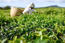 The Gorgeous East: Bois Cheri Tea factory, Rhumerie St-Aubin, Mahebourg & Lunch 