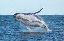 Port Stephens + Whale Watching + 4WD/Sandboarding ex Sydney