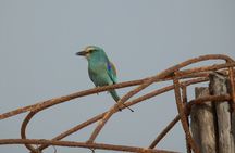 Birdwatching tours