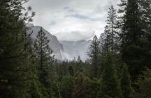 Sequoia Full Day Private Tour and Hike