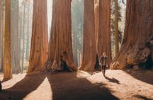 Sequoia Full Day Private Tour and Hike
