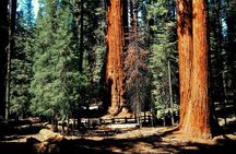 Sequoia Full Day Private Tour and Hike