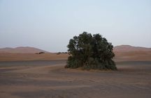 Overnight Desert Tours from Fez to Fez