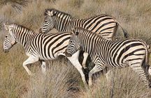 4-Days Private Cape Town Highlights Tours and Overnight Big 5 Safari At Aquila