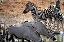 4-Days Private Cape Town Highlights Tours and Overnight Big 5 Safari At Aquila