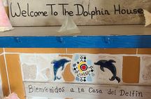 Dolphin Museum and Wild Dolphins Land and Sea Adventure
