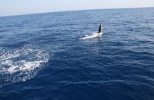 Bari sailing cruise in search of dolphins