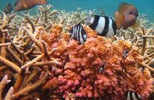 The beautiful East of Mauritius:incl Blue-Bay Marine Park, Crocodile park &Lunch