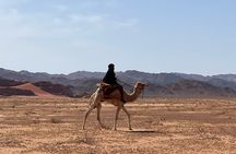 1 Day Camel tour with lunch