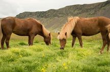 Horse Riding Tour in Reykjadalur (Smoky Valley)-All Riding Levels