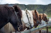 Horse Riding Tour in Reykjadalur (Smoky Valley)-All Riding Levels