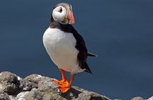 North East Coastal Trail Small Group Day Tour from Aberdeen