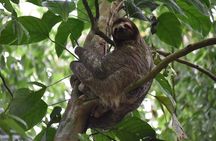Guided Tour to the Animal Rescue Center in San José (sloth tour)