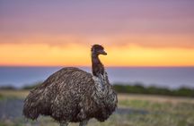 Dusk Discovery Tour