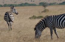 4-Day Masai Mara - Luxury Private safari (JEEP)