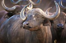 4-Day Masai Mara - Luxury Private safari (JEEP)