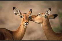 4-Day Masai Mara - Luxury Private safari (JEEP)