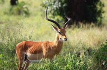 Ngorongoro Crater Day Trip With Pick Up