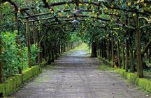Backroads & Limoncello Experience: Sorrento E-Bike Tour