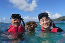 Small Group Sea Turtle Tour (Guaranteed to see turtles)