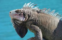 Small Group Sea Turtle Tour (Guaranteed to see turtles)