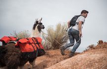 Guided Awesome 2-Hour Llama Hikes Private Experience