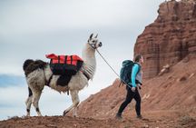 4-hour Llama Trek with Lunch in Scenic Capitol Reef